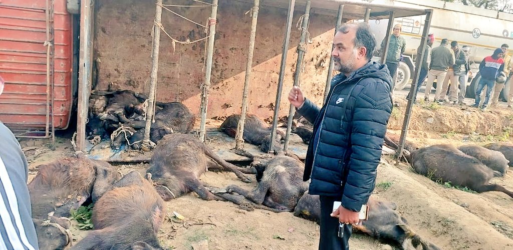 SonOfBharat7's tweet photo. मथुरा से आते वक्त,
मथुरा अलीगढ़ हाईवे पे अवैध कटान के लिए जा रहे मरे/जिन्दा बछड़ों से भरे ट्रक को देखा,

अब देखा तो आगे आप समझ सकते हैं📍🏌️

ड्राइवर मुहम्मद शमीम व बंटी को पुलिस हिरासत में देकर, पशु क्रूरता अधिनियम के तहत मुकदमा दर्ज कराया  ||

सकारात्मक सपोर्ट के लिए 
@aligarhpolice को धन्यवाद,