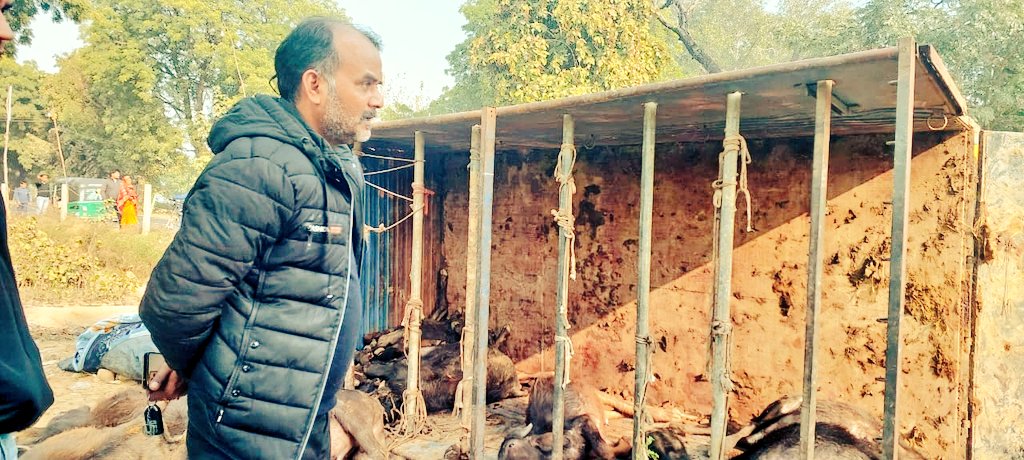 SonOfBharat7's tweet photo. मथुरा से आते वक्त,
मथुरा अलीगढ़ हाईवे पे अवैध कटान के लिए जा रहे मरे/जिन्दा बछड़ों से भरे ट्रक को देखा,

अब देखा तो आगे आप समझ सकते हैं📍🏌️

ड्राइवर मुहम्मद शमीम व बंटी को पुलिस हिरासत में देकर, पशु क्रूरता अधिनियम के तहत मुकदमा दर्ज कराया  ||

सकारात्मक सपोर्ट के लिए 
@aligarhpolice को धन्यवाद,