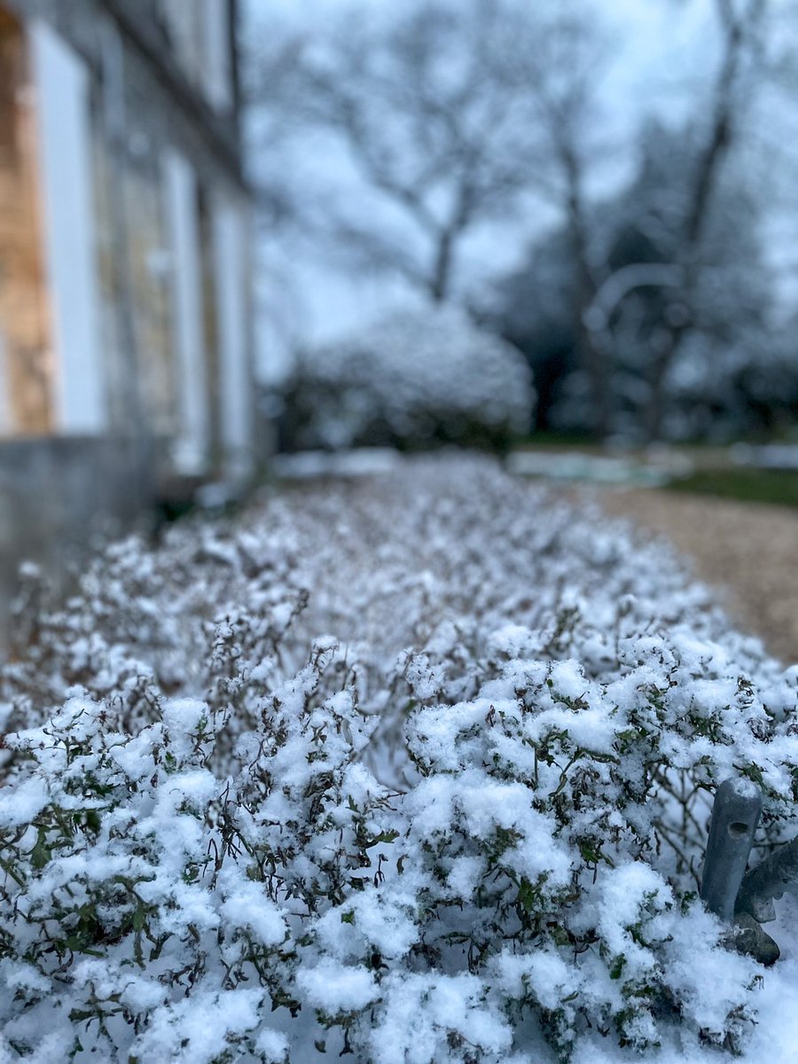 When snow turns every leaf into a soft cotton canvas ❄️😌🍷

#snow #nature #vineyardlifestyle #vineyard #vineyards #meaumemoments #lifestyle #winerylovers #winery #wine #winelovers #winecountry #vino #bordeaux #wein #instawine #winestagram #instagood #chateaulife #winelife