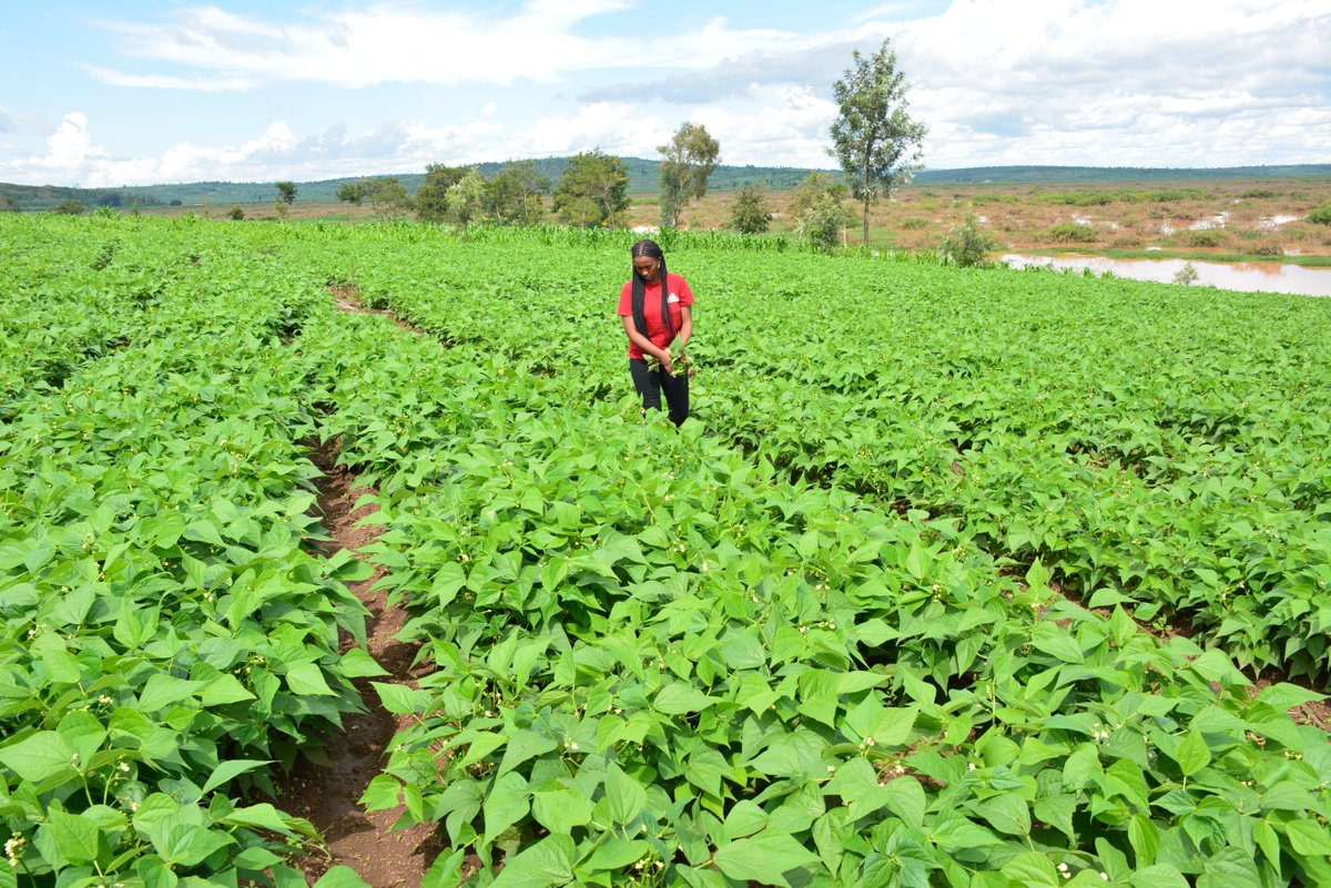 ryaf_agribiz's tweet photo. Menya  ubuhinzi bw'imiteja uko bukorwa.

✅ Gutegura umurima
✅ Uko imiteja irindwa uburwayi
✅Inyongeramusaruro zikenerwa mu miteja.
✅ Ibagara n'isarura.
✅Isarura n'ikigero cyiza cyongusarura Imiteja.

    #HingaWororekinyamwuga https://t.co/Dwkomuag8K