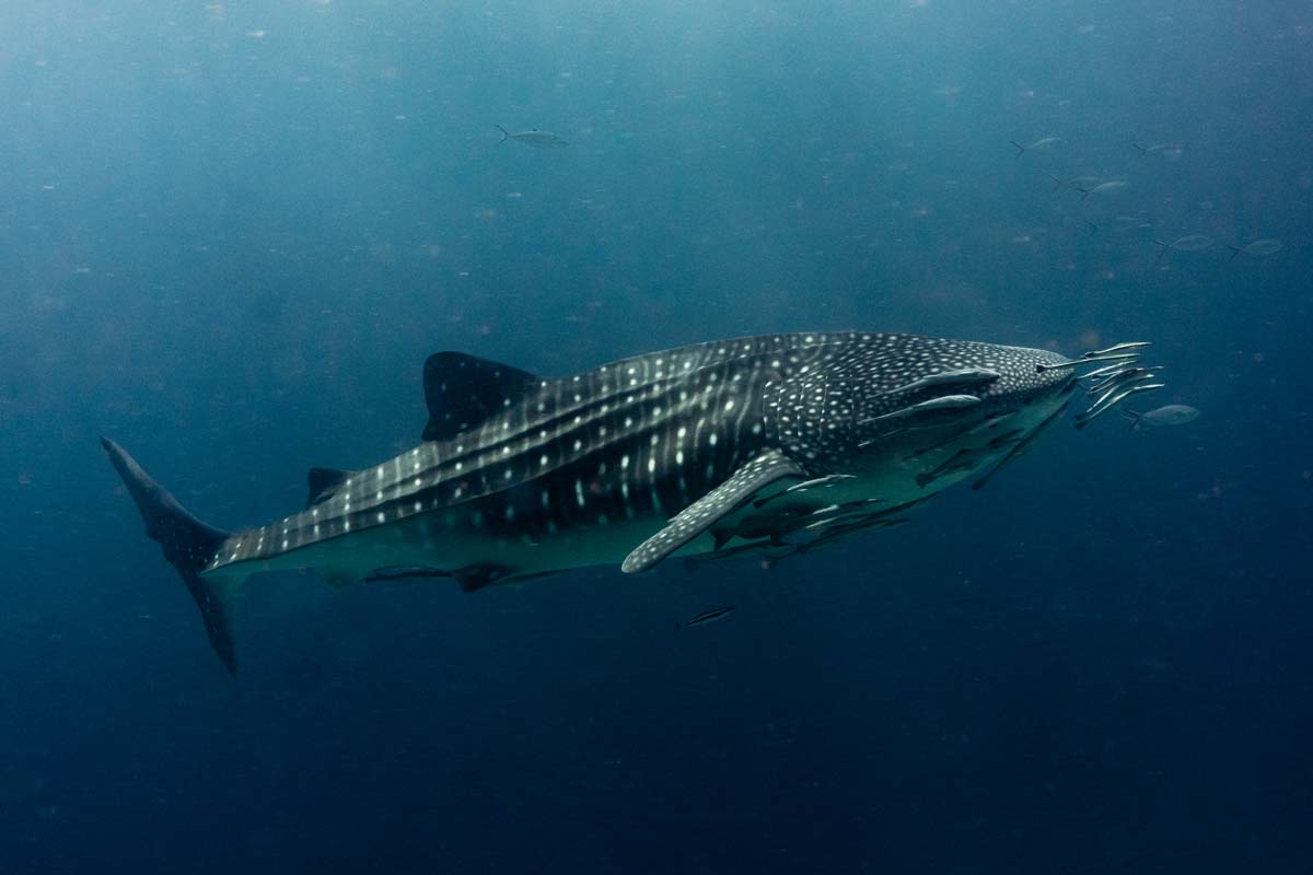 DanThΞMan Photography 📸 tweet media