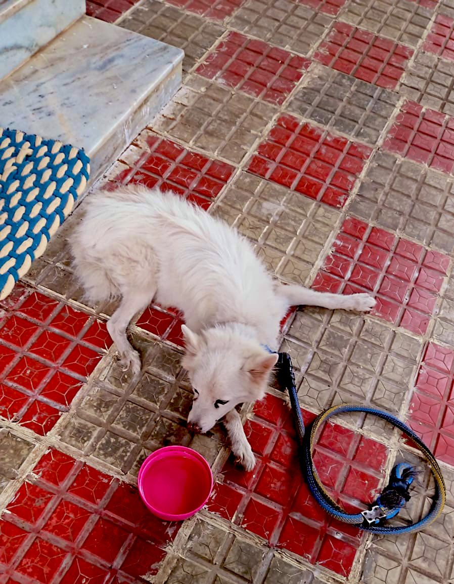 NSK_Associates's tweet image. Breed : Pomeranian,Male
Age : Nearly 13 years
Condition : Became weak,not taking any food/liquids. 

Veterinarian came and gave some injections, she was trying but not able to stand also. 

Its heart wrenching to see it like this.

Kindly help @APAHD2023 @DealsDhamaka @SriKanthY_