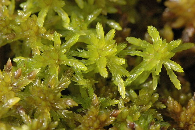 JOB ALERT: 15 month #postdoc with lots of experimental work on #sphagnum mosses & #peatland resilience @GeographyUOM with me, @garethdclay, @JPRitson, @DanielleAldo & others. Details: bit.ly/3TWr2Lw Deadline: 24/01/24 #PeatTwitter #PeatlandsMatter #PhDChat #ECRChat