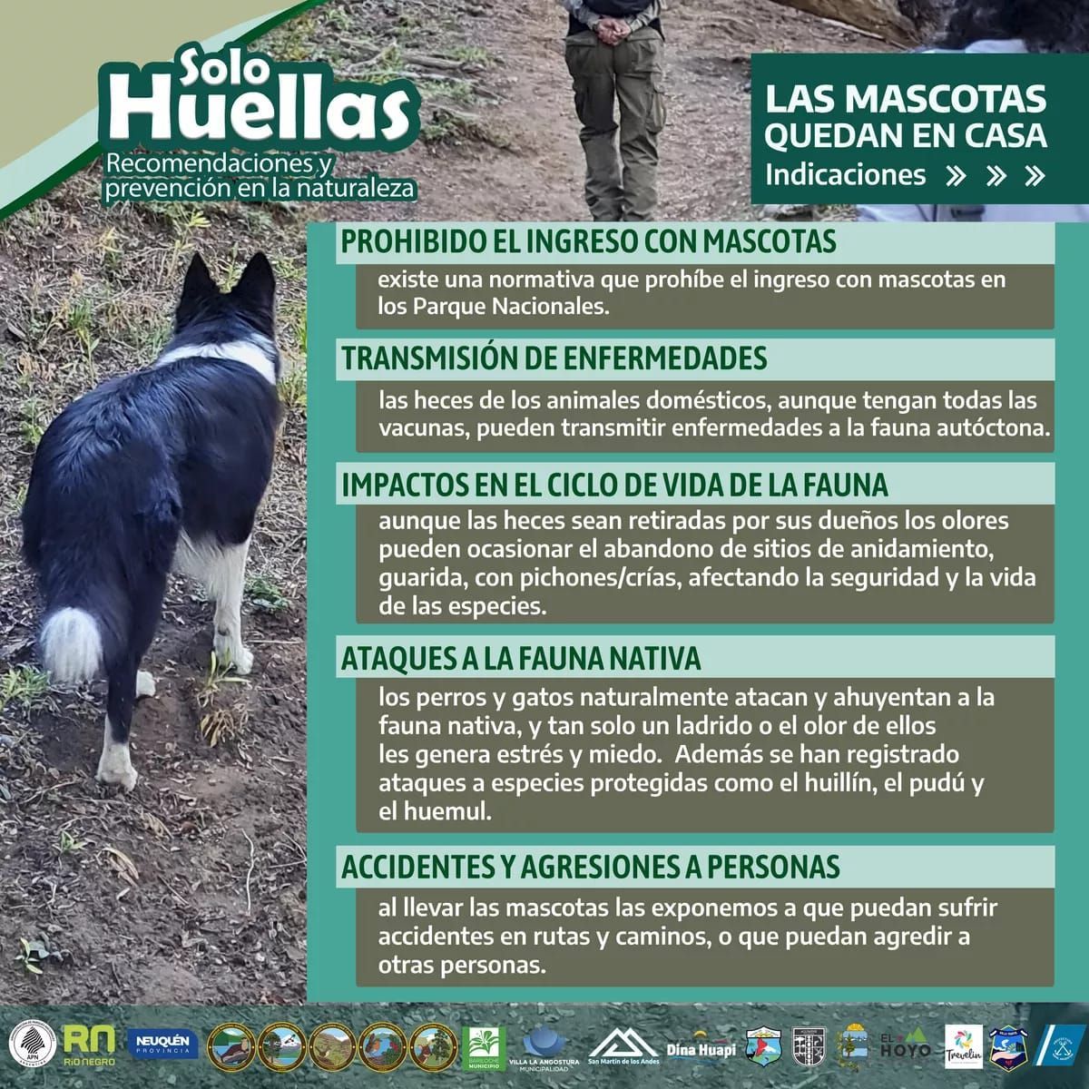 #NormasPNElÁvila:
¿Sabías que está prohibido llevar mascotas a Parques Nacionales? Animales foráneos pueden atacar a la fauna del parque, así como a otros visitantes, además pueden transmitir enfermedades peligrosas para otras especies.
Respeta las normas, sé buen ciudadano/a