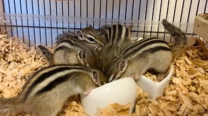 chipmunk_earth's tweet photo. 吸い込まれるーーー。

2023.5.13 撮影

#5children
#シマリスカフェ
#シマリス https://t.co/2gnKZsOrXN
