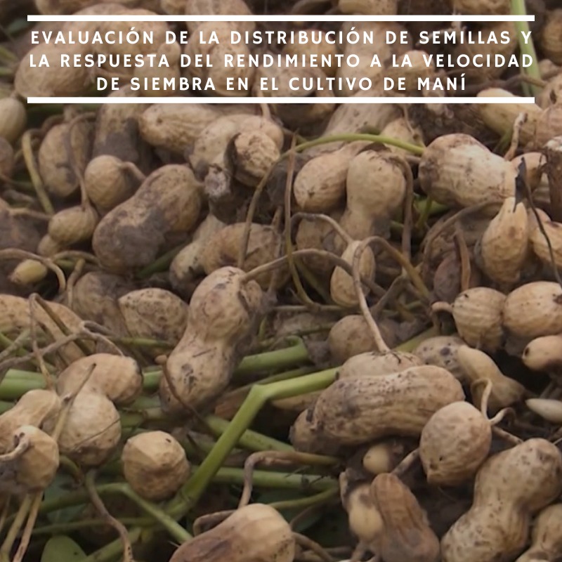 ✅ ¡Nuevo en la #web INTA!

🥜 Evaluación de la distribución de semillas y la respuesta del rendimiento a la velocidad de siembra en el cultivo de #maní

➡️Módulo de Maní #INTAManfredi conducido por especialistas del <a href="/IntaCordoba/">INTA Córdoba </a> y <a href="/AGDagro/">Aceitera General Deheza SA</a> 

📑 Informe 👇🏻
repositorio.inta.gob.ar/handle/20.500.…