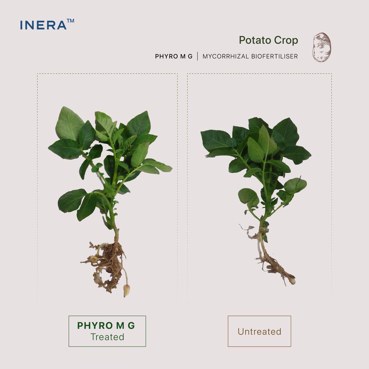 Inera_ag's tweet photo. Tapas Samanta, potato farmer from West Bengal, reported a 40% increase in tubers 1 month after using our Phyro M G. His crop also showed more stems, increased root density, and length. Farmer stories drive INERA's commitment to nature-led agri innovation for crop and the farmers. https://t.co/1SOycUXaKm