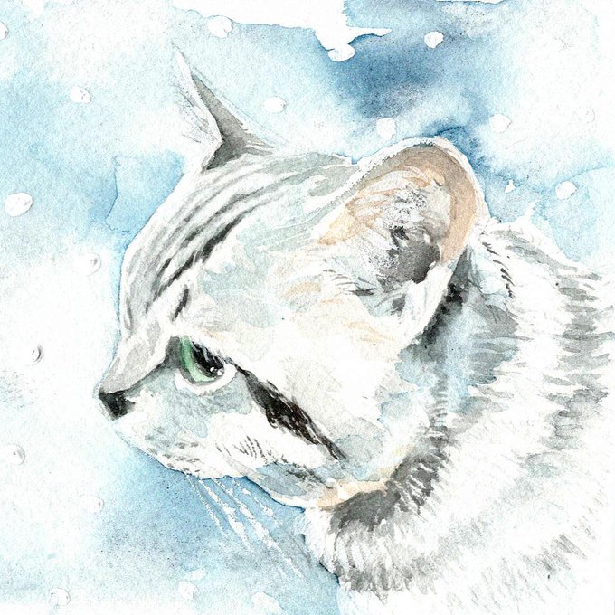猫 