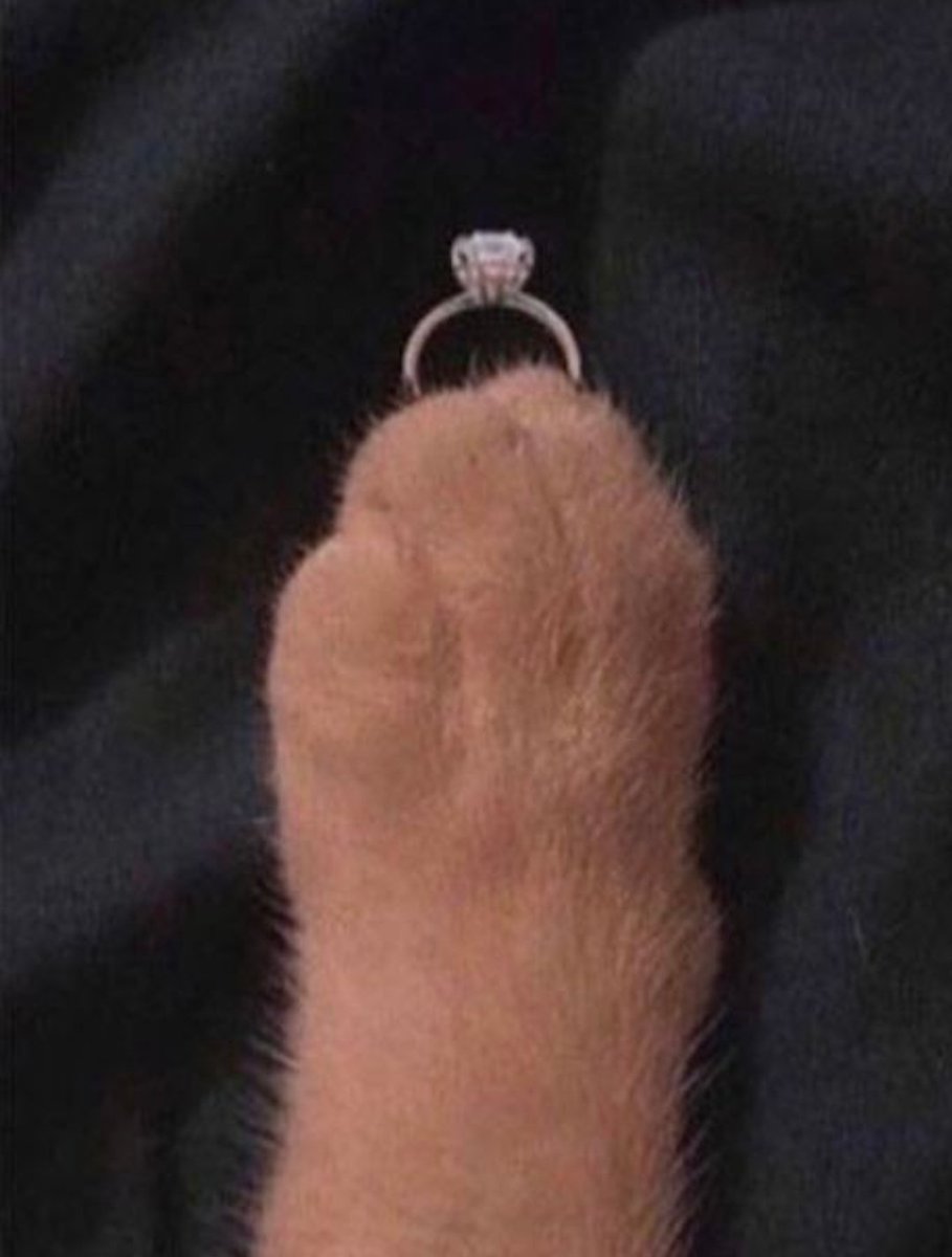 smol silly cat tweet media