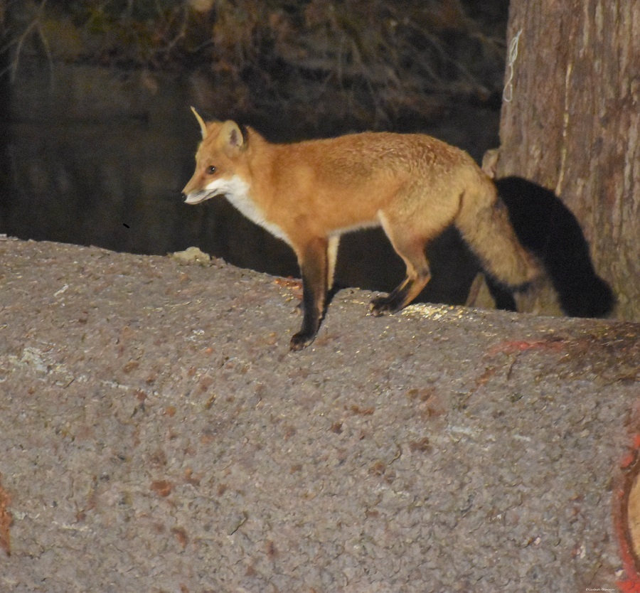 Beautiful Red Tail Fox