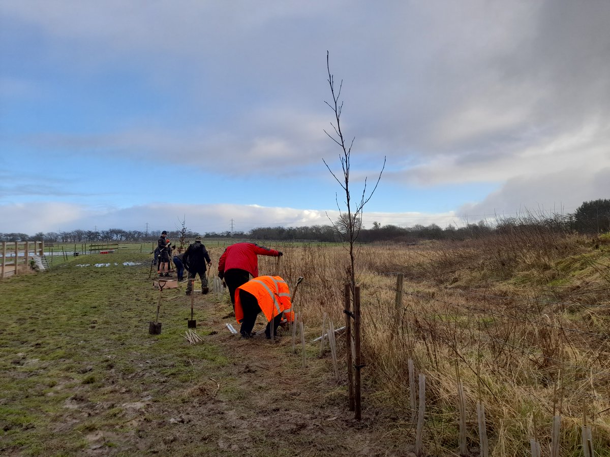 Over in Dunswell this week planting, joined by 3 new #volunteers this week, an IT team from @East_Riding and the @HumberForest team. This project was fully funded by @HumberForest. Saplings used were grown and supplied by @Miresbeck. #joininfeelgood