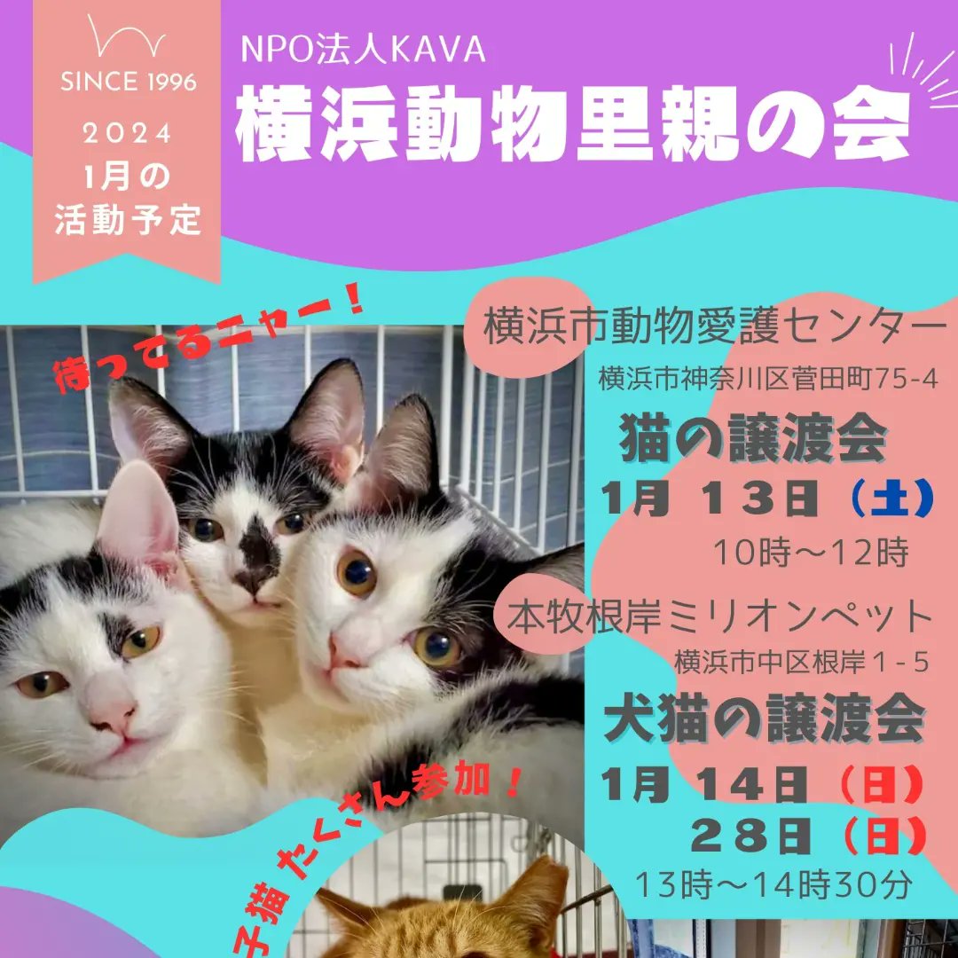 yokosatokai's tweet photo. 今週末は里親会2連チャン🐾
土曜日は横浜市動物愛護センターよ！
毎回いうけど 駐車場がでっかくて楽なのよw
可愛いみんなで待ってるわ〜🐾
ブログから譲渡条件を確認してからきてね！
 #里親会  #横浜市動物愛護センター https://t.co/BmPBnT86Vf