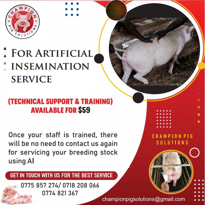 ChampionFarm's tweet photo. @daddyhope Start 2024 with a venture in pig Farming. Join our 3 February Masterclass
0774821367 https://t.co/Xn5FBLKZg5