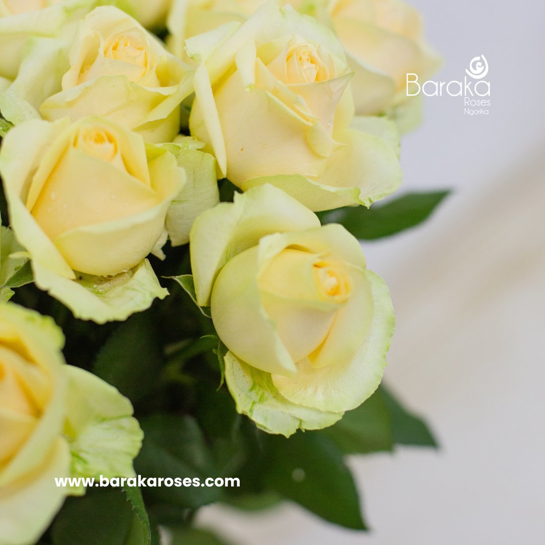 BarakaRoses's tweet photo. "Cream white roses, the timeless classics of love and grace. 💖🌹 Who deserves to feel cherished today? Surprise them with these beauties at https://t.co/chZNKGrcdT and let love blossom." 🌼💝
#barakaroses #kenyanflowerexporters #roseflowers #roses #floriculture #qualityroses https://t.co/nzAbK8CTyf