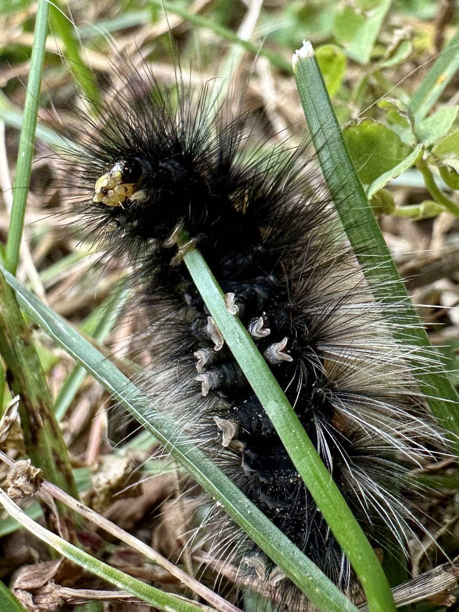 MandyLSimard's tweet photo. One day..
When I’m older..
I’ll grow my wings🪽
#InsectThursday #insect #nature #naturelovers #NaturePhotograhpy #MacoHour #macrophotography #ThrowbackThursday #ThePhotoHour https://t.co/zz1Upa884A