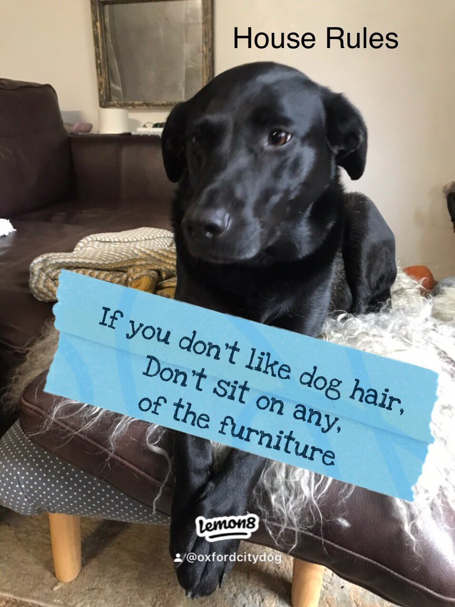 lymeregisdog's tweet photo. #homerules https://t.co/uZC3W3olDa