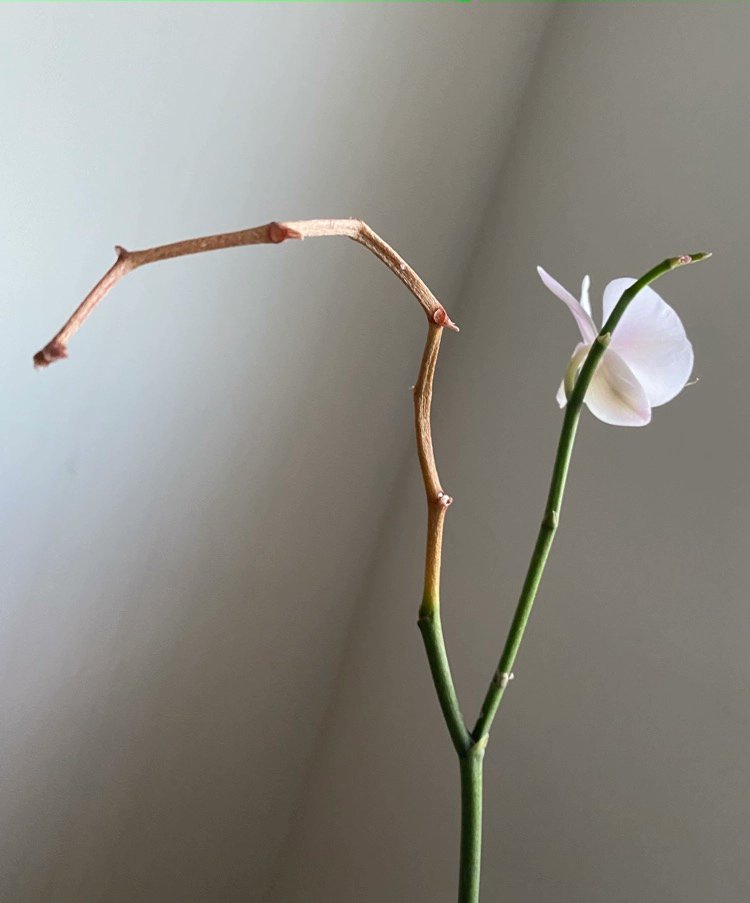 AdaHermann2's tweet photo. Ist es Ihnen mal passiert, dass die Orchidee zu schnell die Blüten abwirft, und der Stängel gelb wird? Dazu kann es eigentlich unterschiedliche Gründe geben. Lesen Sie mehr: https://t.co/LZtG75c5Xr https://t.co/Qh7UFPVVKD