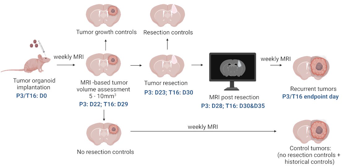 Getting preclinical modelling closer to patients is possible if you have highly skilled scientists in the team such as @Anais__Oudin !! Interested in MRI imaging and tumor resection of #gliomas in the mouse brains - have a look at our @BMC_series article: rdcu.be/dvKov