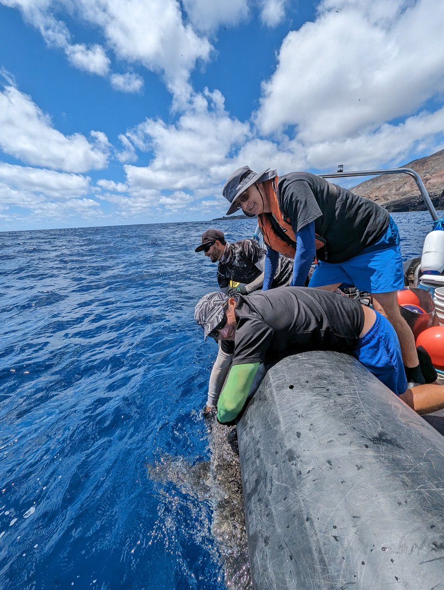 Ascension Island MPA (@ascensionmpa) on Twitter photo <a href="/ascension_gov/">Ascension Island Government</a>'s Administrator, Simon Minshull, joined us on board the Moray yesterday as we conducted fieldwork for our #Darwin-funded Shark Project! <a href="/UKBCFs/">Biodiversity Challenge Funds</a>
1/2 🧵 <a href="/ascension_gov/">Ascension Island Government</a>'s Administrator, Simon Minshull, joined us on board the Moray yesterday as we conducted fieldwork for our #Darwin-funded Shark Project! <a href="/UKBCFs/">Biodiversity Challenge Funds</a>
1/2 🧵