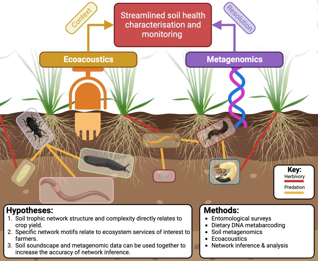 Are YOU looking for a PhD on invertebrate trophic interactions using DNA and acoustic methods? 🧬🔊🪲

If you like soil too, check this out:
Building belowground invertebrate trophic networks for soil health monitoring using metagenomics and ecoacoustics

ncl.ac.uk/postgraduate/f…