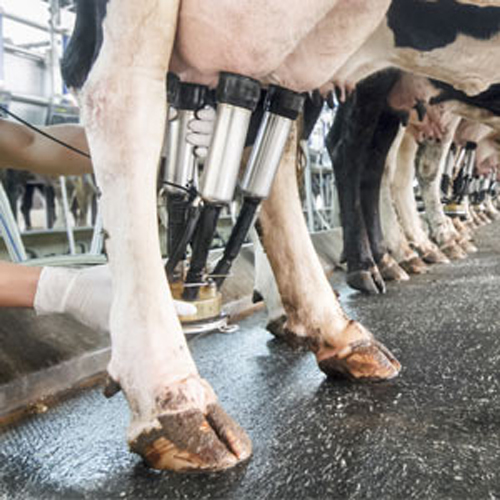 AbbeydaleDirect's tweet photo. Check out our H U G E range of pro nitrile gloves. In stock, multiple sizes, favourite brands.
#milkinggloves #nitrilegloves #disposablegloves #parlour #farm #dairyfarm https://t.co/yPqygO0QBf