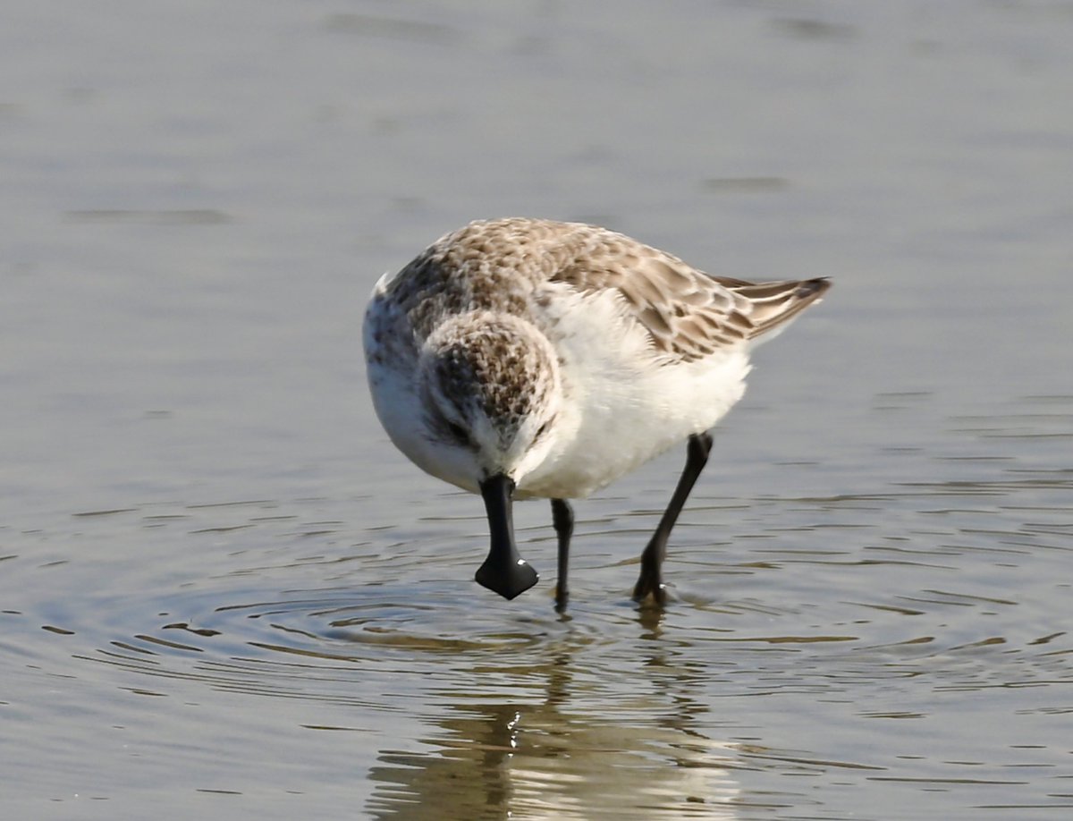 The star of the show unfazed. Thrilling to see my first ever spoonie, but also appalling to think there are only 300 or so left on Earth.