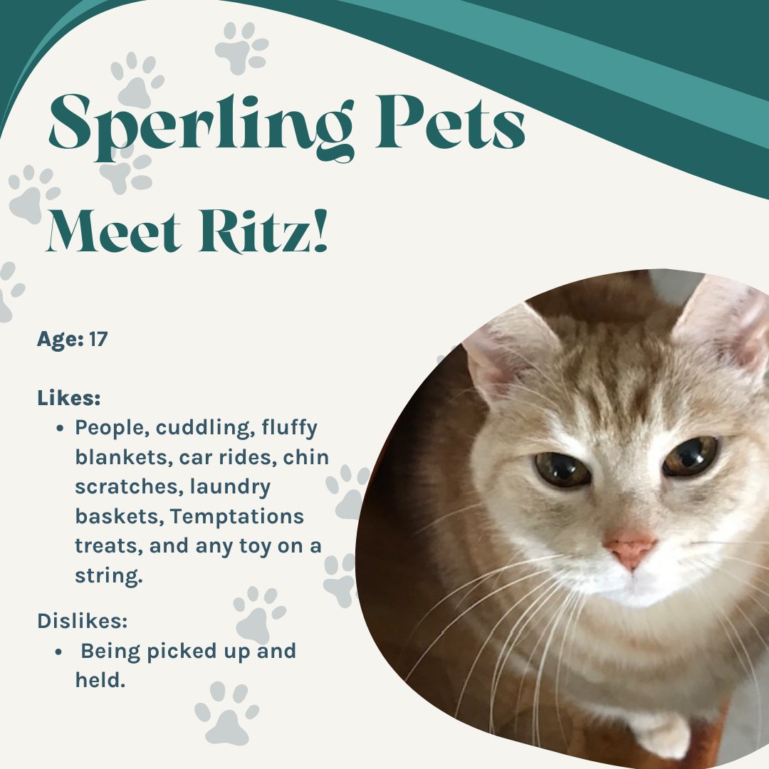 SperlingInterac's tweet image. Despite being named &quot;Ritz&quot; by a shelter and adopted by a human with the last name &quot;Carlson&quot;, he is displeased that neither he or his human have ever stayed at a Ritz Carlton hotel. 

 #FurBaby #catsofinstagram #pets #furryfriend #petfeature
