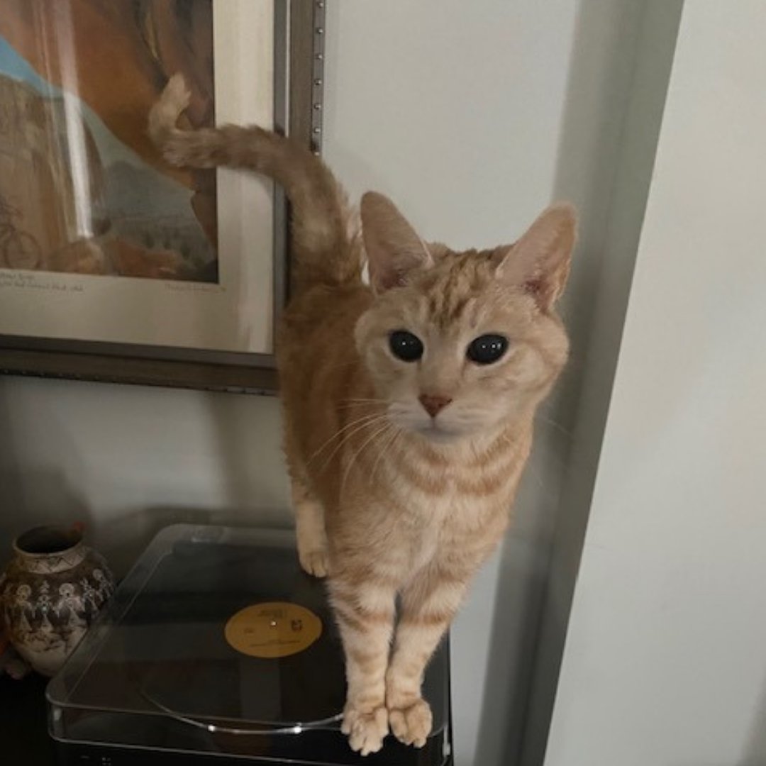 SperlingInterac's tweet image. Despite being named &quot;Ritz&quot; by a shelter and adopted by a human with the last name &quot;Carlson&quot;, he is displeased that neither he or his human have ever stayed at a Ritz Carlton hotel. 

 #FurBaby #catsofinstagram #pets #furryfriend #petfeature