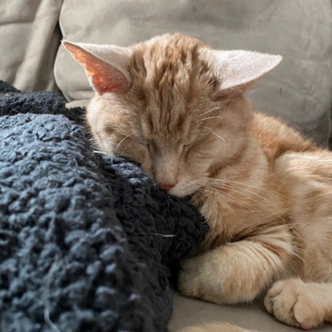 SperlingInterac's tweet image. Despite being named &quot;Ritz&quot; by a shelter and adopted by a human with the last name &quot;Carlson&quot;, he is displeased that neither he or his human have ever stayed at a Ritz Carlton hotel. 

 #FurBaby #catsofinstagram #pets #furryfriend #petfeature