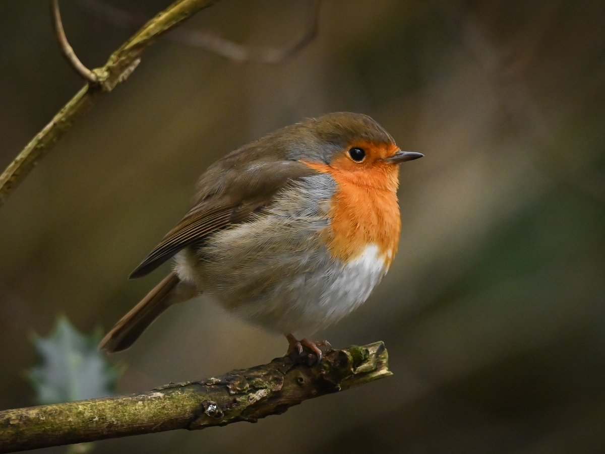 glenisilla's tweet photo. Remember to keep your robins optimally inflated this winter. They really shouldn't drop below 30 psi 🟠
Liberton #Edinburgh https://t.co/r5MWcAF0J8