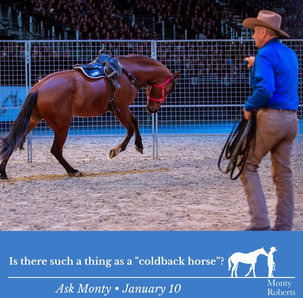 Question: Is there such a thing as a 'coldback horse”? Read Monty's answer in the Ask Monty Q&A: montyrobertsuniversity.com/q_and_a #MontyRoberts #AskMonty #StartingNotBreaking 📷 Katrin Junker