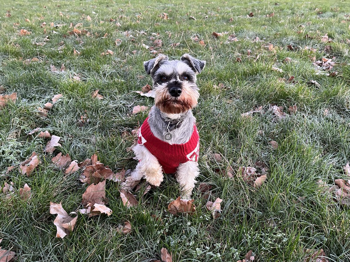 Chilly day! Had to bring out the holiday jumper to stay warm this morning.