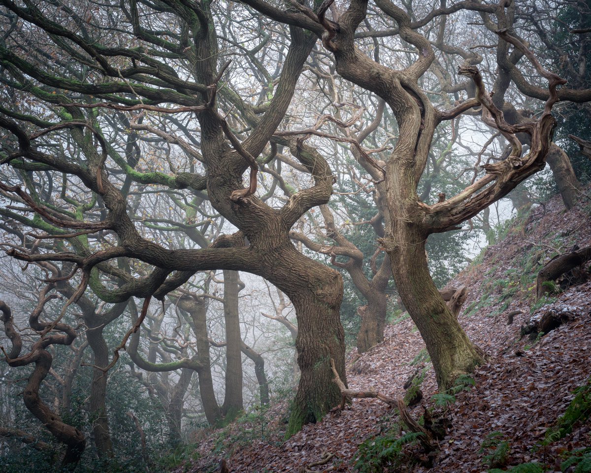 EliPWPhoto's tweet photo. Dance Off

I used to enjoy watching break dancing when I was younger, the dance offs were incredible. This scene reminded me of them.
Are there things you see in your photography that remind you of your childhood endeavors? 
#woodland https://t.co/mBwBJJq82s