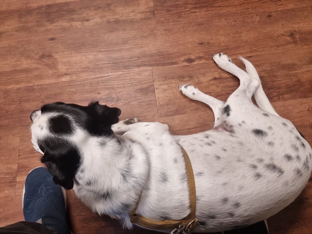 Mit Stella beim Augenspezialisten. 🤕
Hoffe die Ärztin hat eine Lösung für das verletzte Auge.