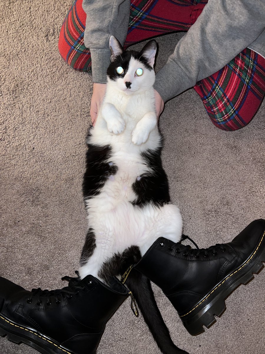 Therian Poster Child ΘΔ ✨➡️ AC tweet media