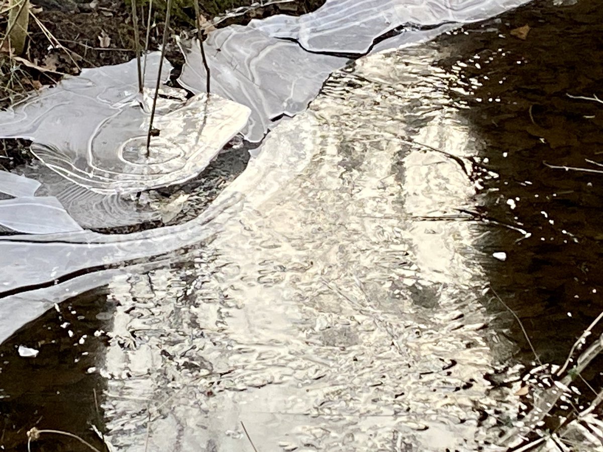 OpPADinVL's tweet photo. Al wandelend fijn foto’s maken van ijs in het Groenhovebos in Torhout. #wandelen #winterweer https://t.co/RLGGiKra4Z