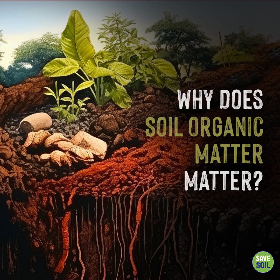 cpsavesoil's tweet photo. How does soil organic matter form 🍂 - and why do we think it takes 🕰️ sooo long?
While it is true that it can take 1,000 years or more for soil to form, that is only true for making it “from scratch” - in the case of soil, from the rock 🪨 foundation. That is not the problem the world is facing. In most places, soil has already been formed, but it has been depleted of its 🌳 organic matter.

🙏Thankfully, the process of increasing soil organic matter is a continuous process. With fresh pieces of organic matter constantly being added and decomposed, soil continually gets replenished. This process can be sped up with the various practices of composting, which quickly transform animal and plant matter into usable compost that enriches the soil.

Action now: https://t.co/uVnQCIZBeZ
#SaveSoil #SaveSoilFixClimateChange #SoilforClimateAction