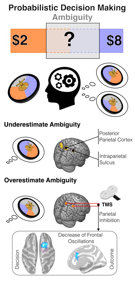 PLOSBiology's tweet photo. How do we decide between ambiguous options? @gvaldebenitoo @pablobilleke &co use fMRI & TMS-EEG to show that #ParietalCortex is causally involved in computational processes that underestimate uncertainty during #DecisionMaking under ambiguity. #PLOSBiology https://t.co/pXb9iQBfxu https://t.co/cJXqCqURtX