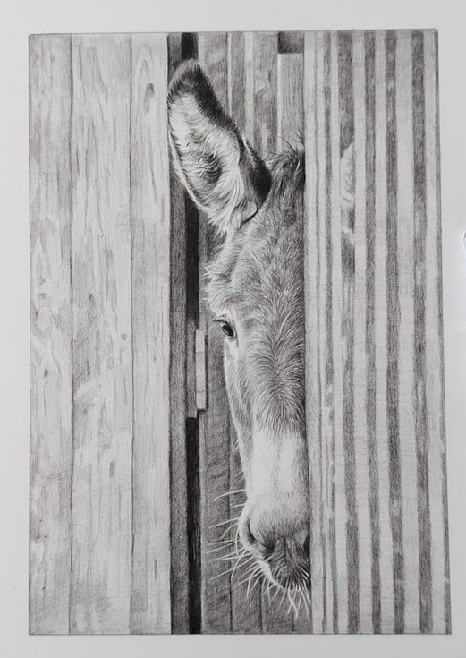 G/A &amp; HNY!
Today I'd like to share "Peekaboo" with you - a fabulous piece of artwork drawing in graphite by Sue Hewson. (<a href="/srh_sue/">Sue Hewson Artist</a>) -  Isn't it so adorable?!!
More of Sue's work can be found at suehewsonartist.weebly.com
#art #graphite #Monochrome #animals #Donkey #artists