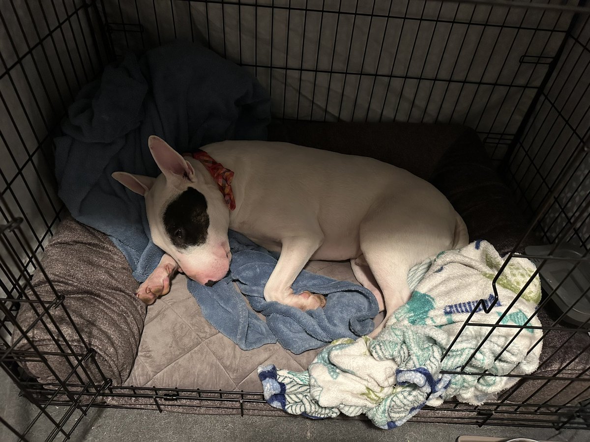 ZeroIsaGoodBoy's tweet photo. No mama. Don't want to get up! Want to sleep in! https://t.co/BJNwW97zkl