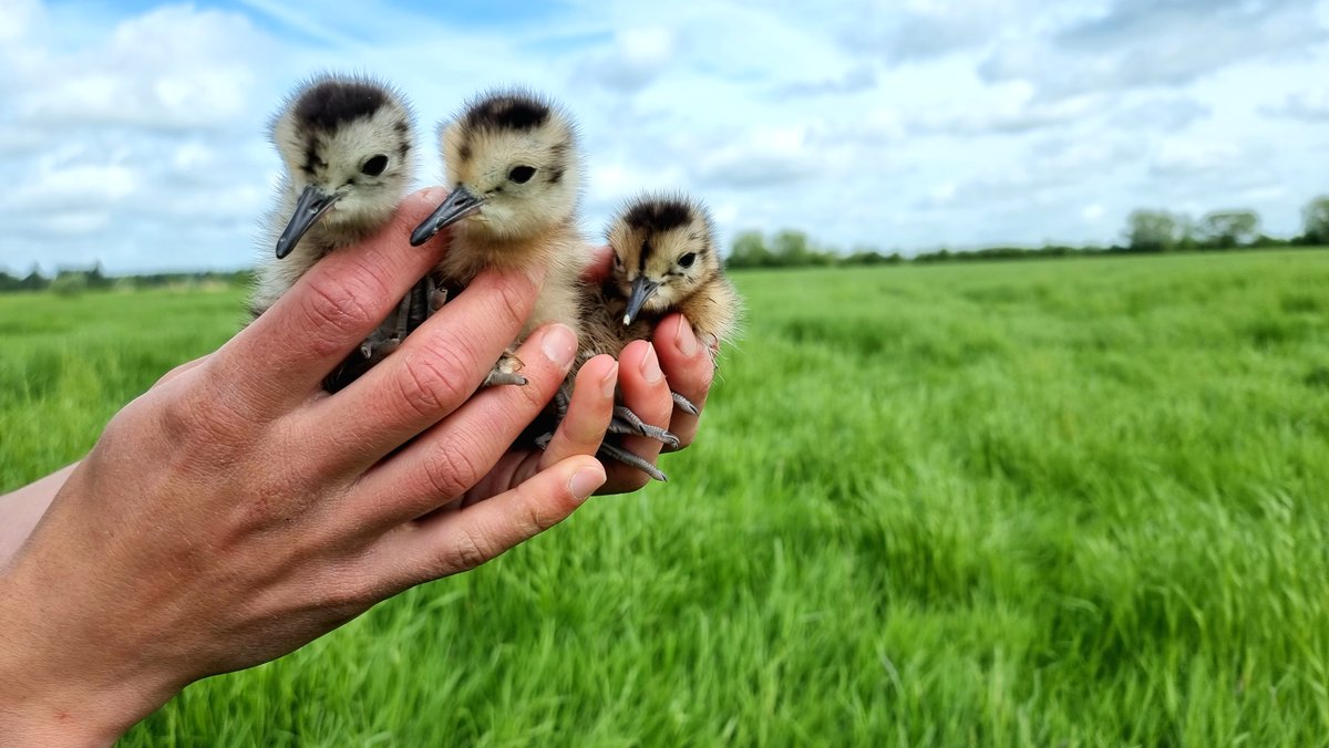 We're recruiting! Looking for two seasonal Monitoring Officers to join our Species Recovery team working on Curlew in the Severn & Avon Vales (Glos/Worcs) & on Dartmoor. Check our website for details (wwt.org.uk/work-with-us/) Happy to answer any queries regarding these roles ☺️