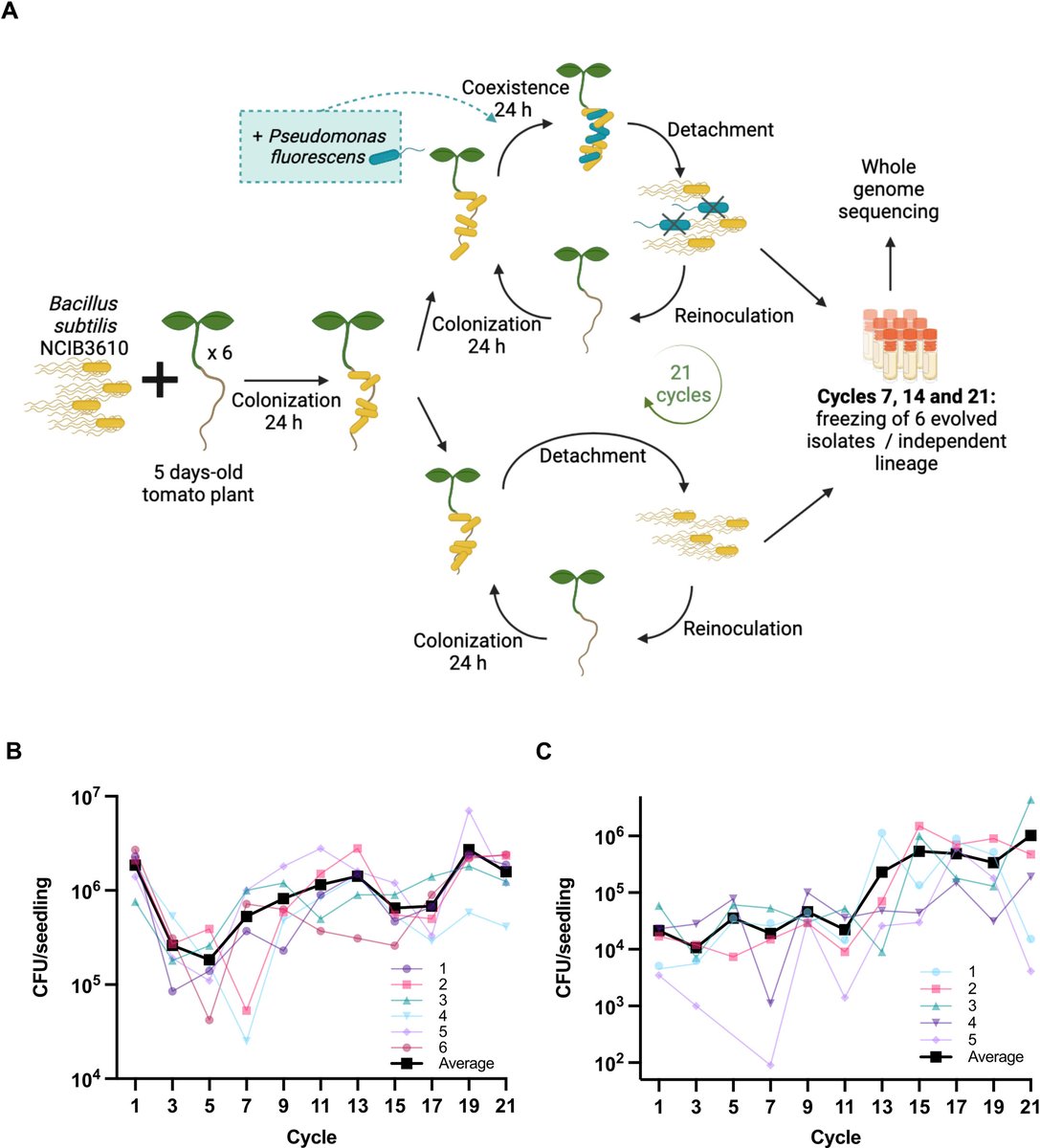 Adaptive laboratory evolution reveals regulators involved in repressing biofilm development as key players in Bacillus subtilis root colonization

@mSystemsJ by Maude Pomerleau et al from @P_B_Beauregard 

#ywcC #Pseudomonas 

journals.asm.org/doi/10.1128/ms…