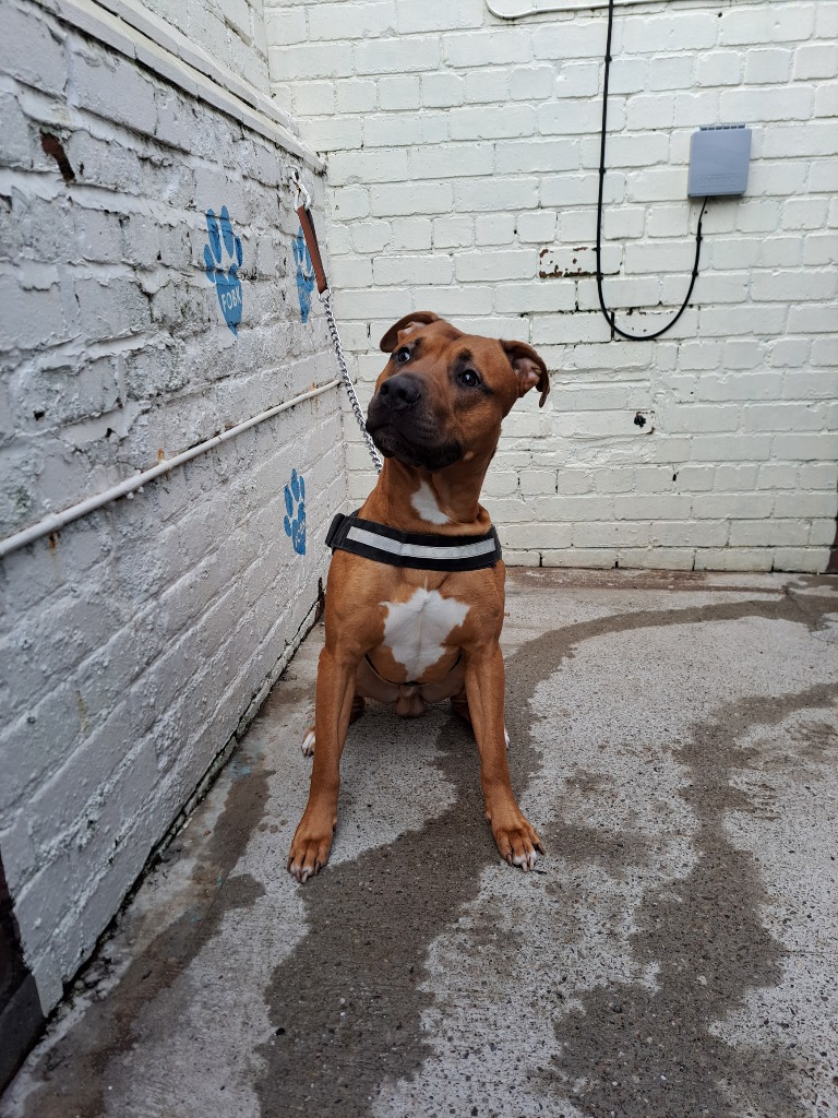 URGENT, PLEASE RETWEET,  RESCUE SPACE NEEDED FOR MAX #BIRKENHEAD #LIVERPOOL #UK   Max is a gorgeous 18 month old Mastiff cross, microchipped, entire and restarted his vaccinations. Max came to us as an apparent stray, though we do suspect there was more to this.  We’ve been told