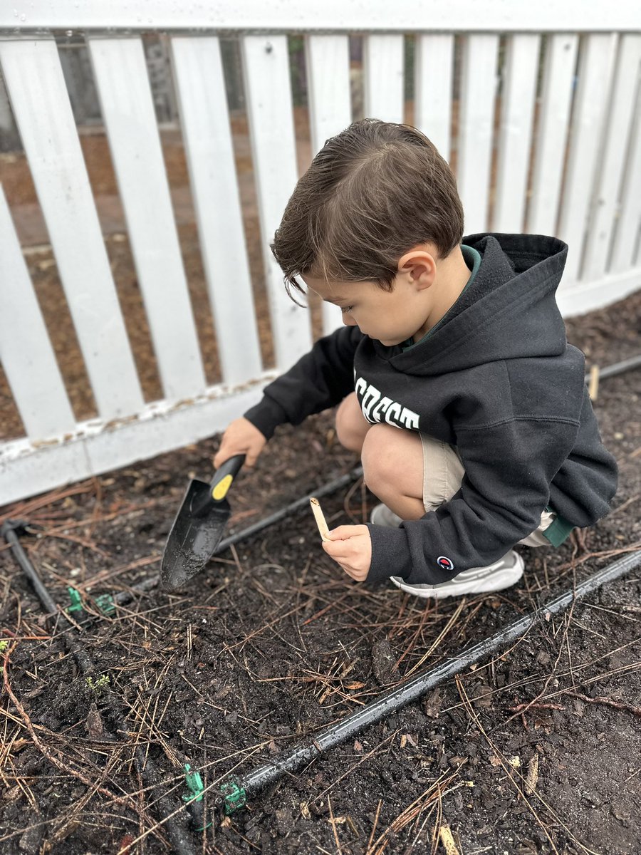 #PCPreK gardeners joined us in the #PCiLab garden this gloomy morning to plant sunflowers🌻 #PCNurturing