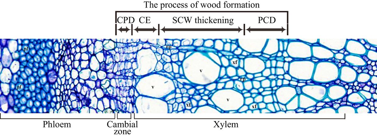 Trees, vital renewable resources, store photosynthetic products in wood. Understanding molecular networks behind wood formation is crucial for engineering trees with desired properties. #WoodFormation #RenewableResources
Details: maxapress.com/article/doi/10…