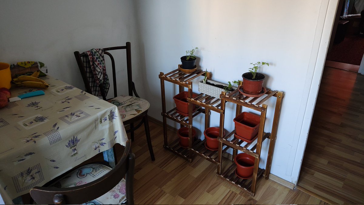 IllyKadrian's tweet photo. I made a thing!

Growing plants is my new hobby! 🌿

What's a new thing YOU started in 2024?

#hobby #DIY #GoGreen #ENVtubers https://t.co/zFbOjv95YY