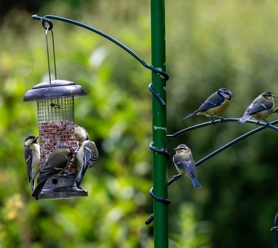 Want to increase the number of birds you see in your garden?

Read our article packed full of tried and tested advice from wildlife bloggers and bird-loving Instagrammers. 

blog.happybeaks.co.uk/bird-feeding/h…