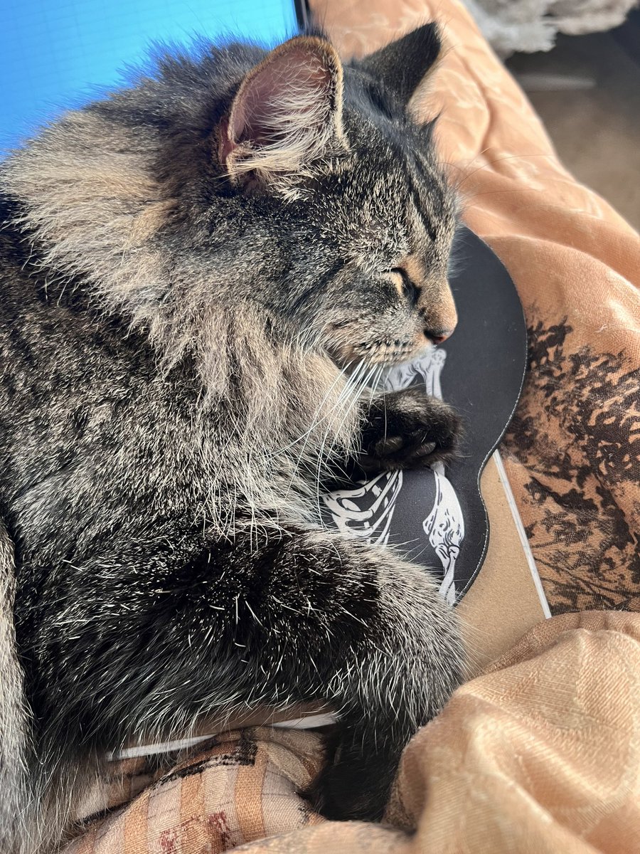 NewStargateFan's tweet photo. My new coworker really loves the mouse and keyboard ๐ฅฐ๐ #cats #furbaby #tryingtowork #Thursdayvibe https://t.co/V8U6RdV5kA