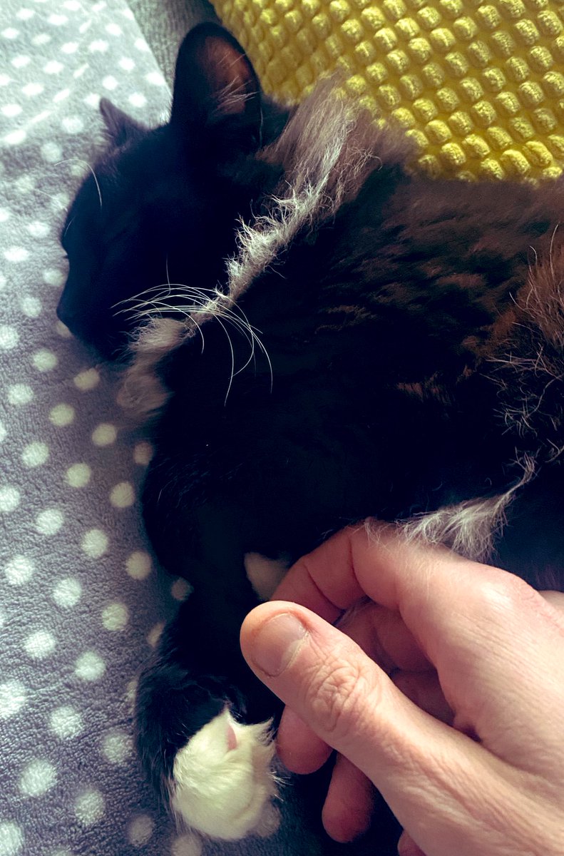 I promise I won’t become a cat bore - I really won’t! But I’m working from home today and Dylan - two days in - is so comfortable & relaxed & loving. Snoozing away! And can I just say, his paws are SO stupidly soft…😍