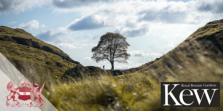 Plant Humanities UK (@planthums_uk) on Twitter photo TREE CULTURES: WORDS, WOODS & WELL-BEING Booking now open for symposium organised by <a href="/LinneanSociety/">The Linnean Society of London</a> & <a href="/kewgardens/">KewGardens</a> Feb 29, 2024. Speakers include <a href="/KateTeltscher/">Kate Teltscher</a> @ABDavis1816 <a href="/dobraszczyk/">Paul Dobraszczyk</a> <a href="/lewisjdaly/">Lewis Daly 🦩</a> <a href="/HR_Craddock/">Heather Craddock</a> Programme & booking: eventbrite.com/e/tree-culture… @KewScience @Kew_LAA TREE CULTURES: WORDS, WOODS & WELL-BEING Booking now open for symposium organised by <a href="/LinneanSociety/">The Linnean Society of London</a> & <a href="/kewgardens/">KewGardens</a> Feb 29, 2024. Speakers include <a href="/KateTeltscher/">Kate Teltscher</a> @ABDavis1816 <a href="/dobraszczyk/">Paul Dobraszczyk</a> <a href="/lewisjdaly/">Lewis Daly 🦩</a> <a href="/HR_Craddock/">Heather Craddock</a> Programme & booking: eventbrite.com/e/tree-culture… @KewScience @Kew_LAA